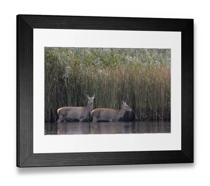 Framed Print : Red deer (Cervus elaphus), adults walking through shallow water Framed Print : Red deer (Cervus elaphus), adults walking through shallow water