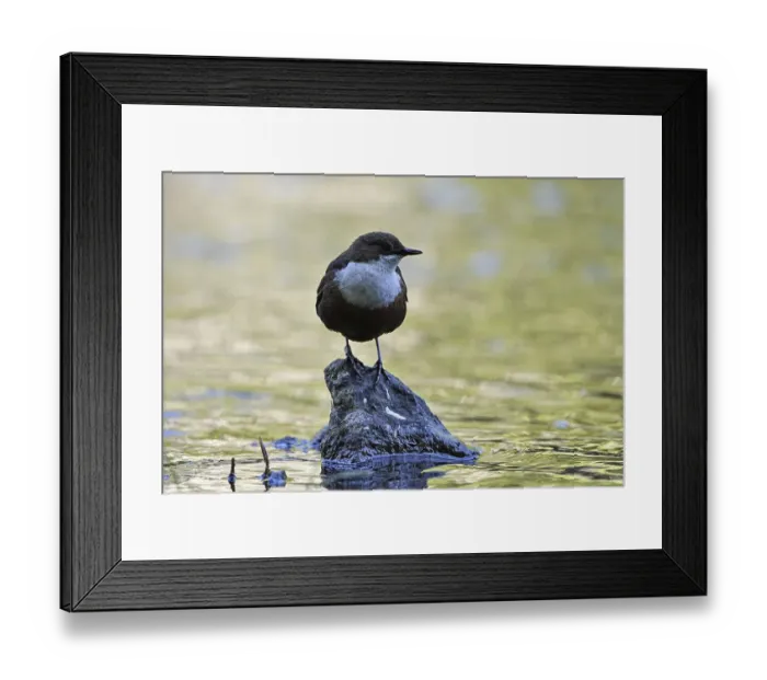 Framed Print : White-breasted dipper (Cinclus cinclus) Framed Print : White-breasted dipper (Cinclus cinclus)