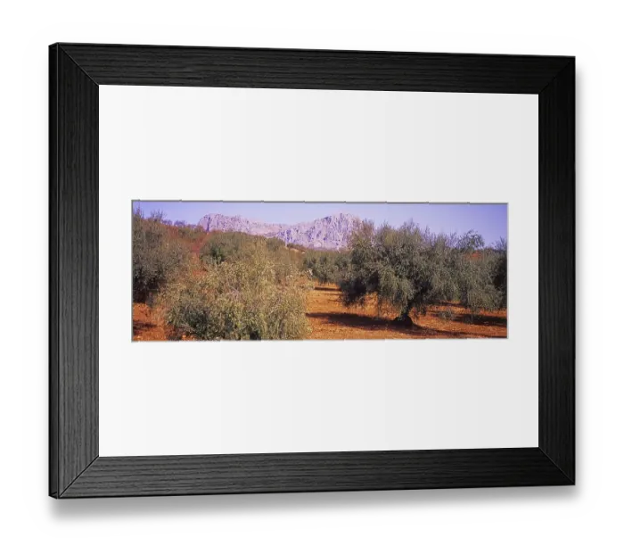 Framed Print : Landscape with Olive Groves in Granada Province Framed Print : Landscape with Olive Groves in Granada Province