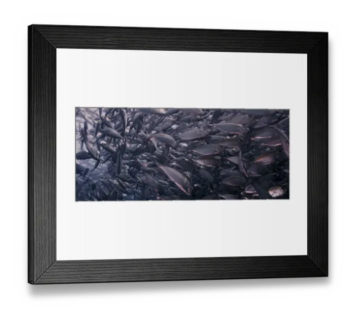 Framed Print : A large school of Yellowstripe Scad (Selaroides leptolepis)