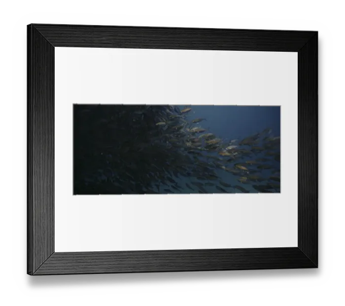Framed Print : A large school of Yellowstripe Scad (Selaroides leptolepis)