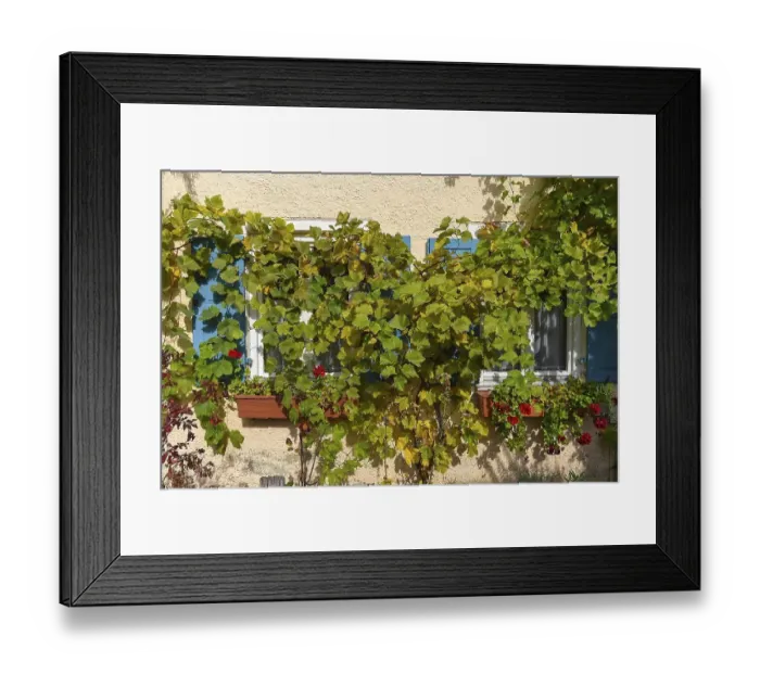 Framed Print : Grape vine (Vitis vinifera) in front of the windows of a residential house