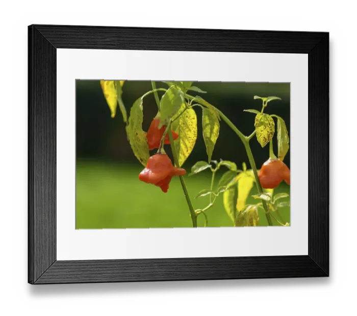 Framed Print : Bishop's crown (Capsicum baccatum)