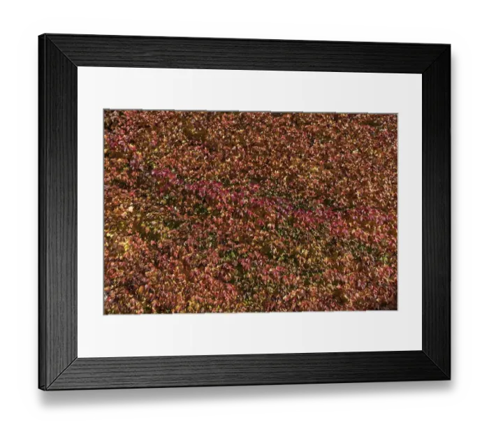 Framed Print : Autumn self-climbing wild vine