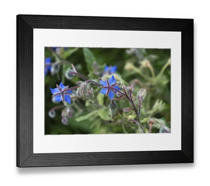 Framed Print : Borage (Borago officinalis), Bavaria Framed Print : Borage (Borago officinalis), Bavaria