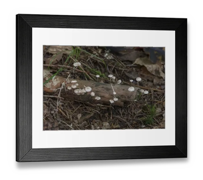 Framed Print : Clerine tree fungi on a tree stump in a mixed forest