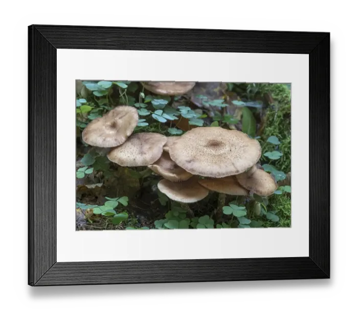 Framed Print : Mutable Hallimasch (Armillaria gallica) in mixed forest