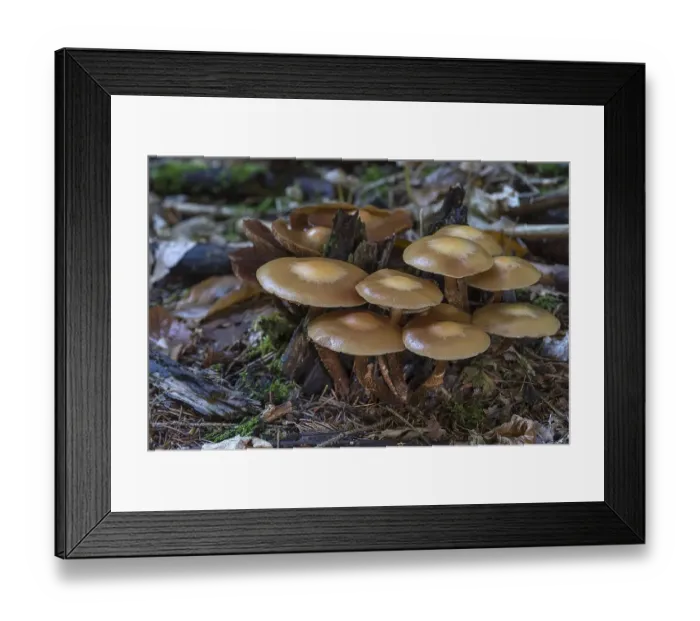 Framed Print : Accumulation (Kuehneromyces mutabilis) of sticky sponges in a mixed forest Framed Print : Accumulation (Kuehneromyces mutabilis) of sticky sponges in a mixed forest