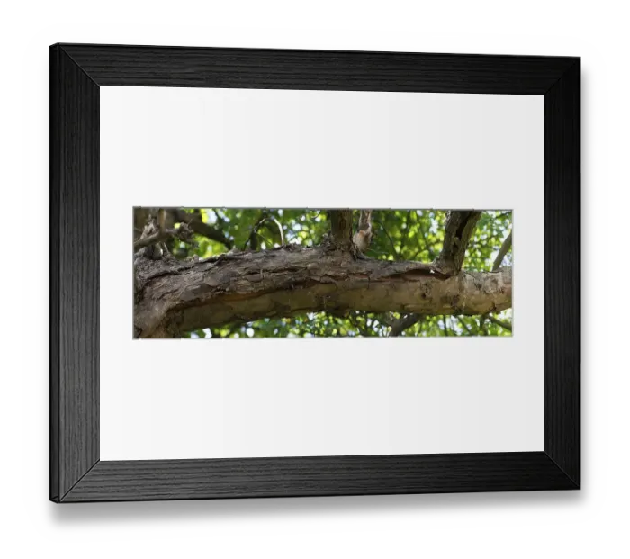 Framed Print : Dead branch of an apple tree (Malus) due to drought Framed Print : Dead branch of an apple tree (Malus) due to drought