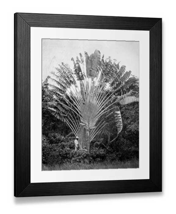 Framed Print : Commonly known as the travellers traveller's palm (Ravenala madagascariensis) or travellers palm