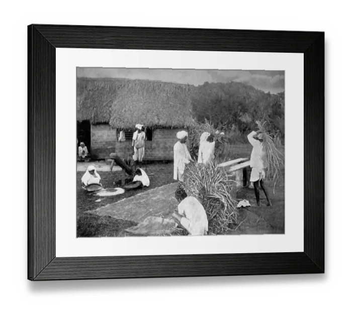Framed Print : Coolies, or coolies, are contract workers or day labourers harvesting rice in Jamaica