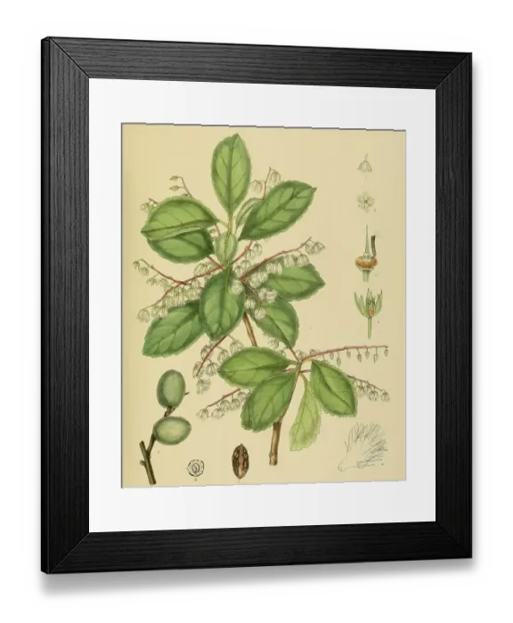 Framed Print : Elaeocarpus serratus, native to Southeast Asia Framed Print : Elaeocarpus serratus, native to Southeast Asia