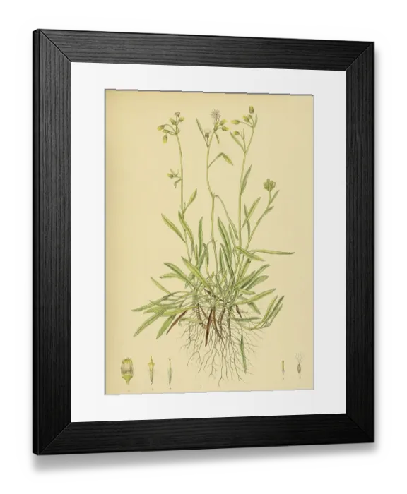 Framed Print : Blumea angustifolia, native to Southeast Asia