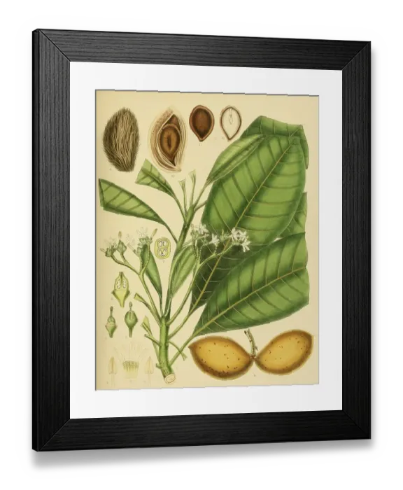 Framed Print : Ochrosia borbonica, native to Southeast Asia