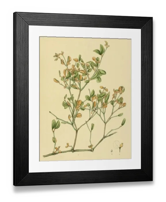 Framed Print : Notothixos floccosus, native to Southeast Asia