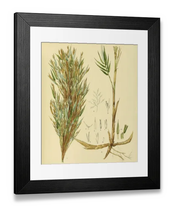 Framed Print : Arundinaria densifolia, native to Southeast Asia