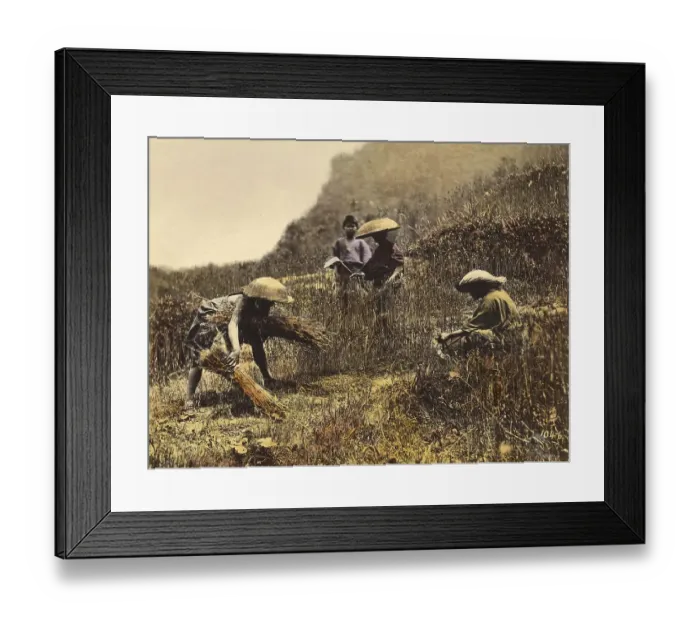 Framed Print : Agriculture, Wheat Harvest in Japan in 1860