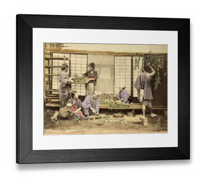 Framed Print : Agriculture, Collecting and cutting the mulberry leaves for silkworm breeding