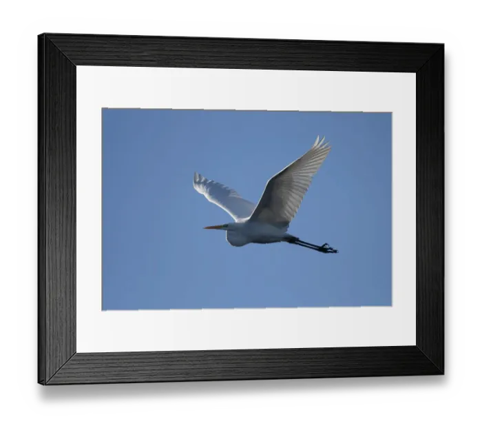 Framed Print : Great egret (Casmerodius albus)