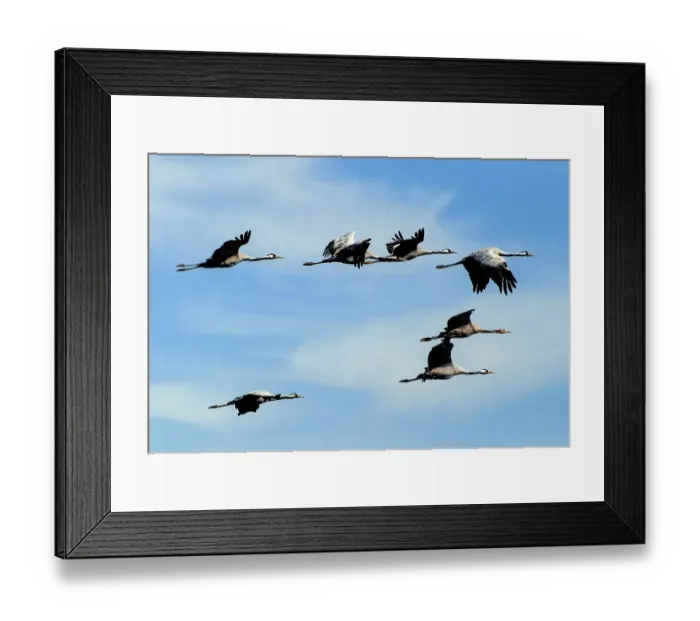 Framed Print : Aerial view of crane in bird migration adults and young