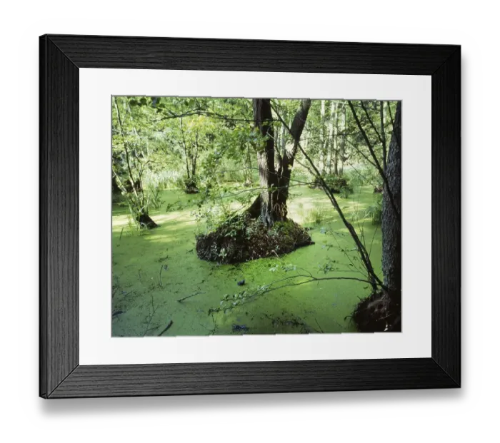 Framed Print : The visit to the landscapes on Ruegen
