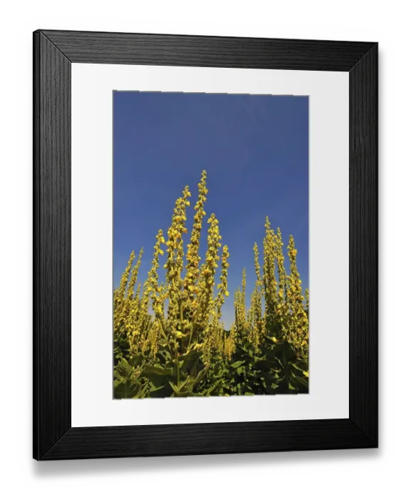 Framed Print : Dense-flowered mullein (Verbascum densiflorum) against blue sky Framed Print : Dense-flowered mullein (Verbascum densiflorum) against blue sky