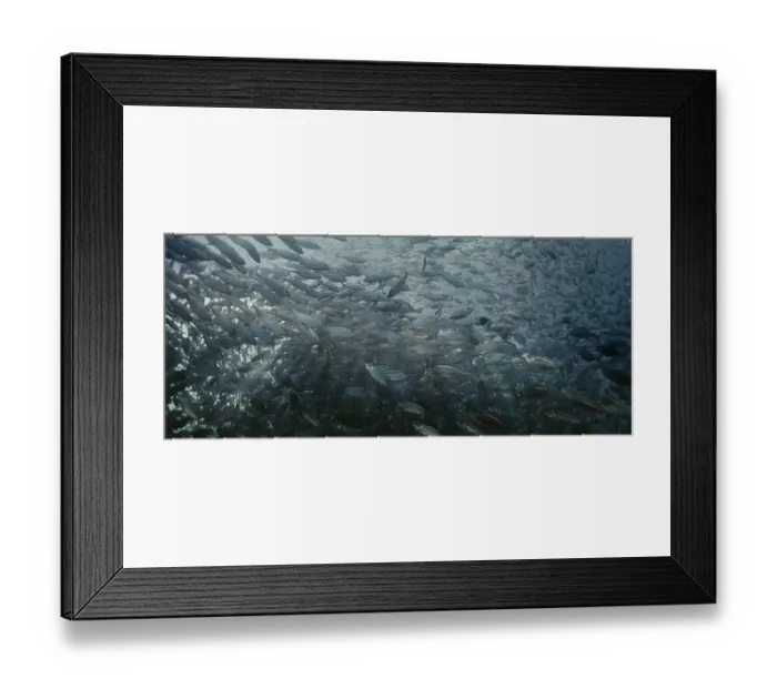 Framed Print : A large school of Yellowstripe Scad (Selaroides leptolepis)