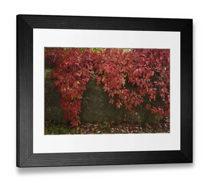 Framed Print : Autumnal, red-coloured virginia creeper (Parthenocissus quinquefolia)