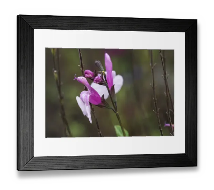 Framed Print : Flowers of pineapple sage (Salvia elegans) Framed Print : Flowers of pineapple sage (Salvia elegans)