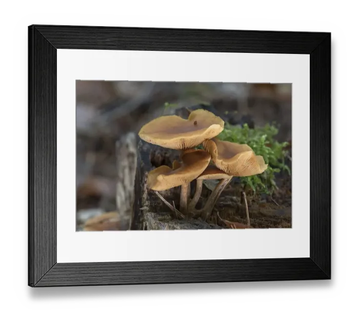Framed Print : Tree fungi (Gymnopus dryophilus) on a tree stump in a mixed forest Framed Print : Tree fungi (Gymnopus dryophilus) on a tree stump in a mixed forest