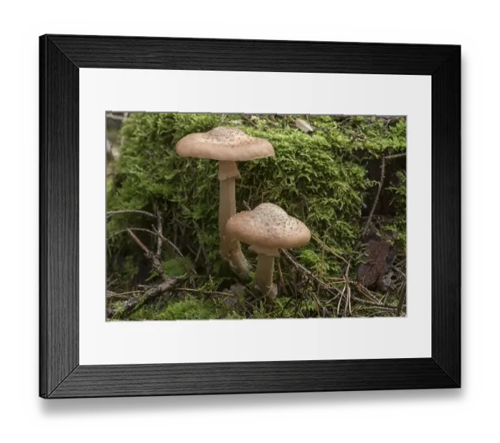 Framed Print : Mushrooms with moss in mixed forest