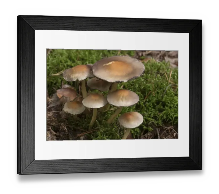 Framed Print : Mushrooms with moss in mixed forest Framed Print : Mushrooms with moss in mixed forest