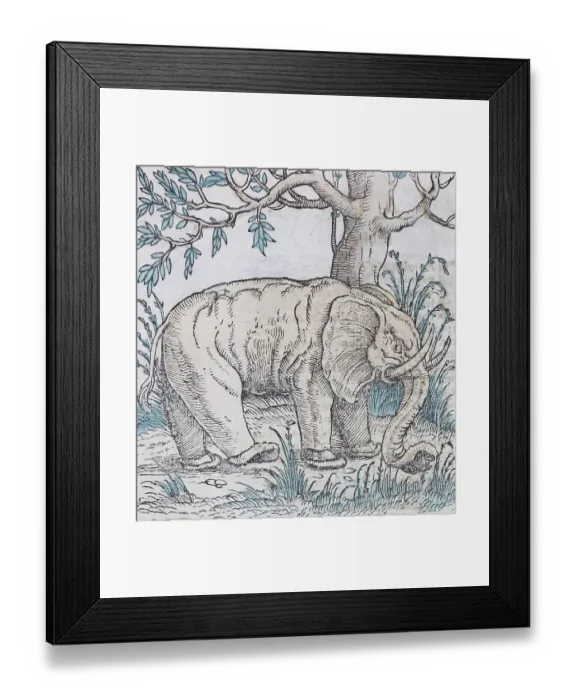 Framed Print : Elephant Indian elephant (Elephas maximus indicus)