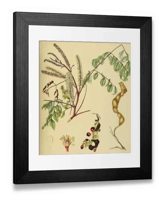 Framed Print : Adenanthera bicolor, native to Southeast Asia