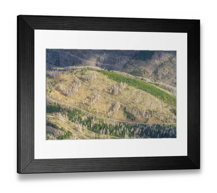 Framed Print : Aerial view of forest dieback in the Harz Mountains