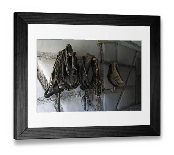 Framed Print : Old horse halter in the horse and cow stable