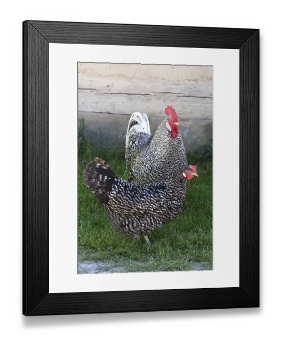 Framed Print : Cock and Hen, Franconian Open Air Museum