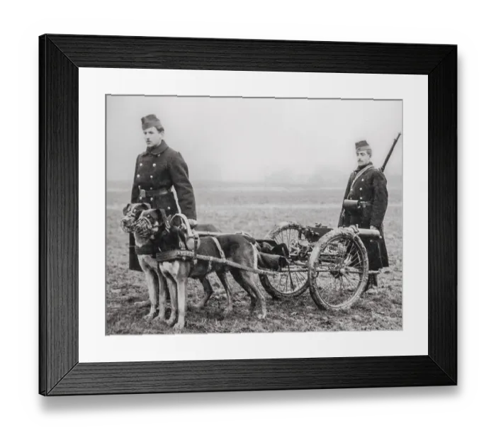 Framed Print : Old photograph showing Belgian carabiniers