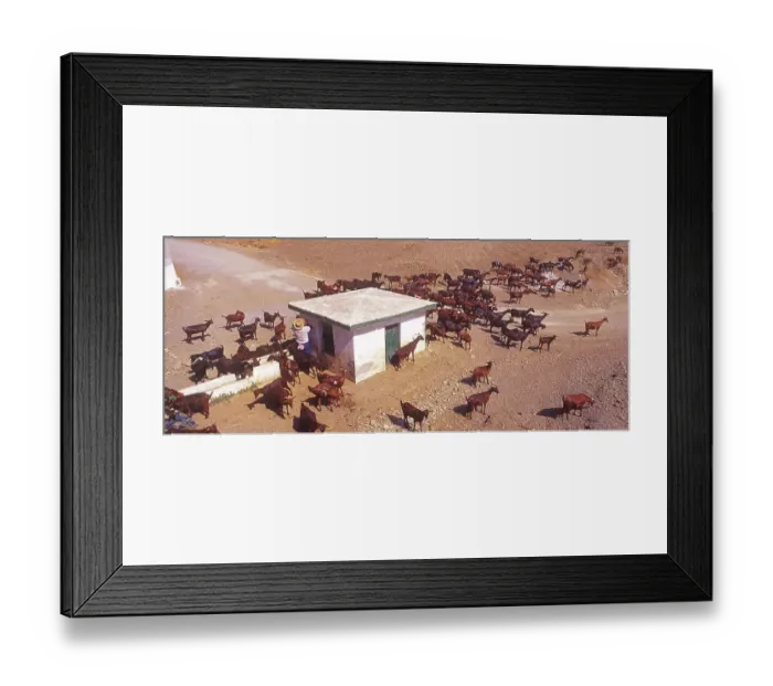 Framed Print : Herd of goats at waterhole in Granada province Framed Print : Herd of goats at waterhole in Granada province