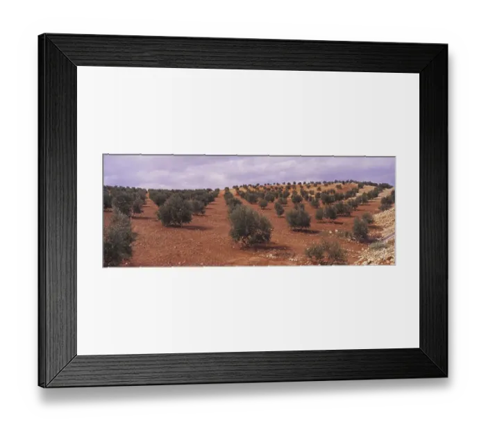 Framed Print : Landscape with Olive Groves in Granada Province