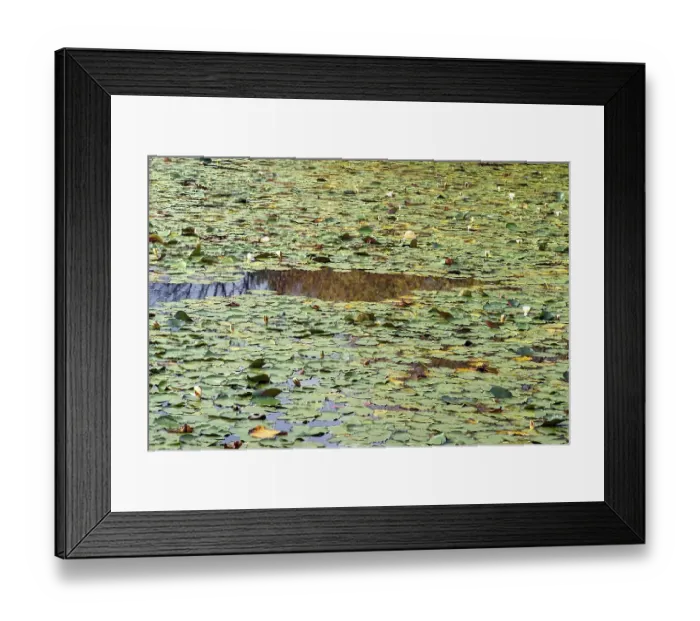 Framed Print : Water lilies in the monastery pond