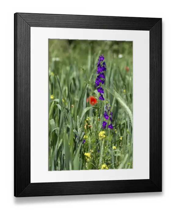 Framed Print : (Delphinium) in a cornfield, Bavaria, Germany ??? Framed Print : (Delphinium) in a cornfield, Bavaria, Germany ???
