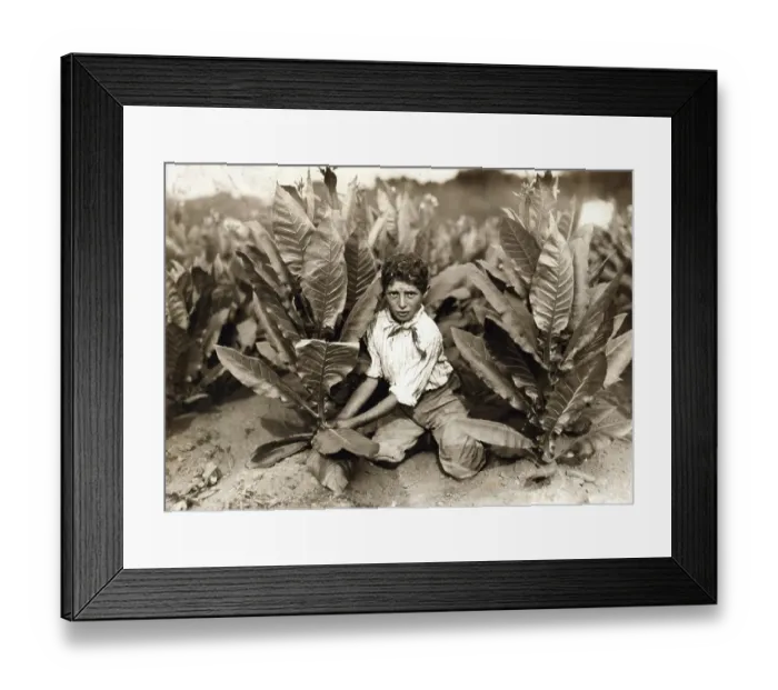 Framed Print : Child labour, tobacco picker, 10 year old picker at Gildersleeve Tobacco Farm