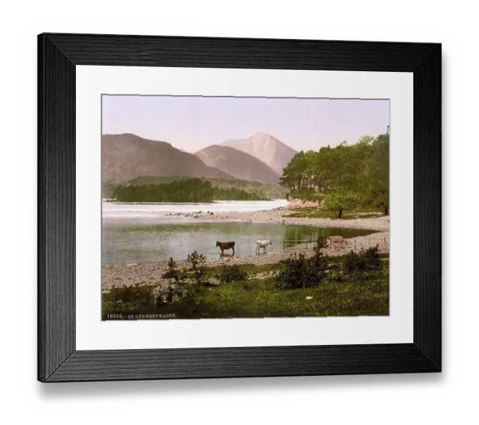 Framed Print : Cows at Derwentwater, Lake District