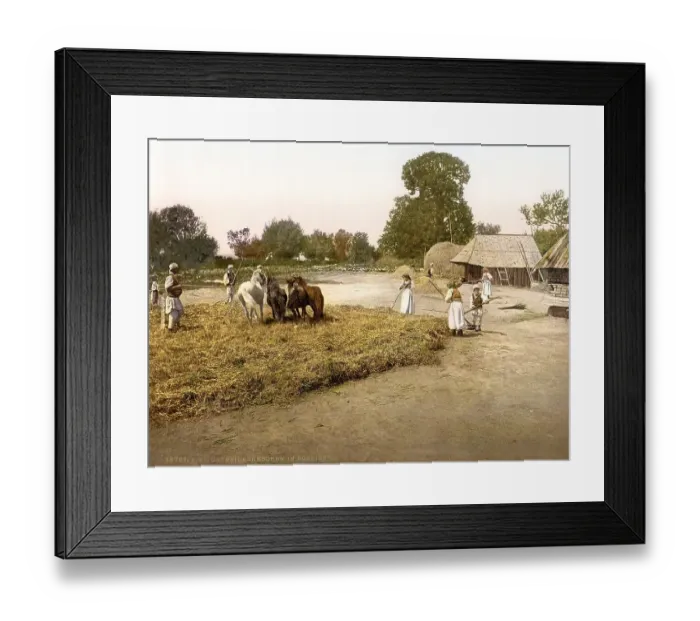 Framed Print : Agriculture, farming, threshing grain Framed Print : Agriculture, farming, threshing grain