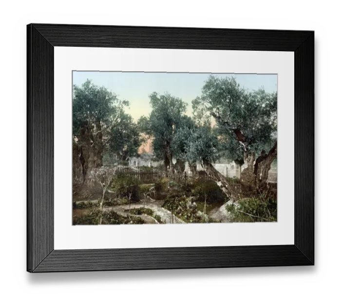Framed Print : The Garden of Gethsemane, Jerusalem
