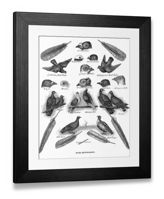 Framed Print : German carrier pigeons, military carrier pigeons