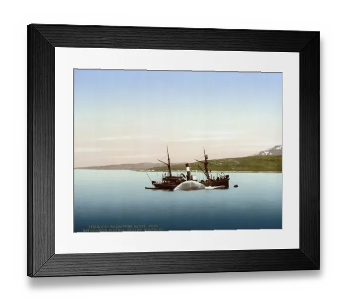 Framed Print : Whaling scenes on Skaaro. The Nancy Grey with a whale