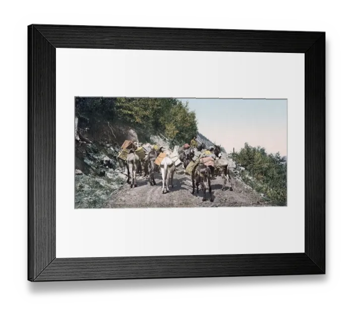 Framed Print : Pack train on a mountain road, Colorado