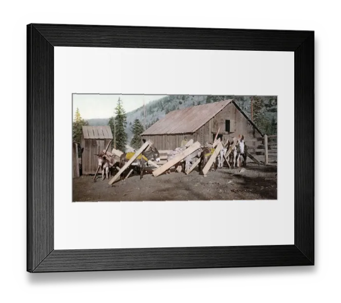 Framed Print : Donkeys loaded with lumber, Colorado Framed Print : Donkeys loaded with lumber, Colorado